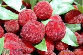 楊梅吃多了會上火嗎？楊梅吃多了會胖嗎？