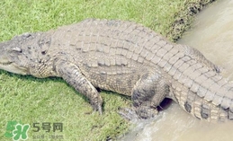 鱷魚是魚嗎？鱷魚是浮在水面上嗎？