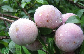 三華李是寒性還是熱性水果？三華李是涼性水果嗎