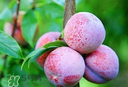 三華李種哪個(gè)品種好？三華李有多少個(gè)品種