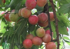 信宜三華李種植時(shí)間 錢排三華李種植時(shí)間 信宜三華李種植時(shí)間 錢排三華李種植時(shí)間