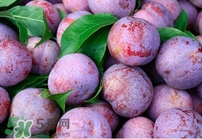 雙華李幾月可以吃？雙華李什么季節(jié)成熟