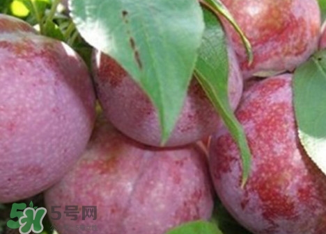 雙華李怎么吃不酸？雙華李不能和什么一起吃？