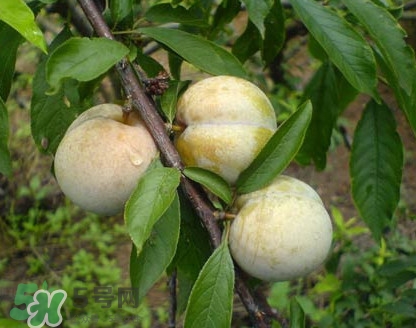 南華李什么時候成熟？南華李和三華李的區(qū)別