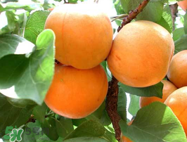 杏子不能和什么一起吃？杏子和什么不能同吃？