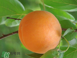 杏子不能和什么一起吃？杏子和什么不能同吃？