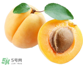 杏子幾月成熟？杏子什么時候成熟？