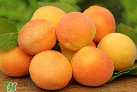 杏子一天吃幾個？杏子一次可以吃多少？