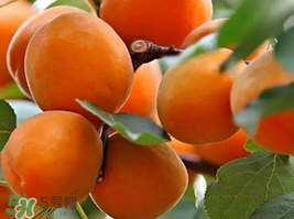 杏子一天吃幾個？杏子一次可以吃多少？