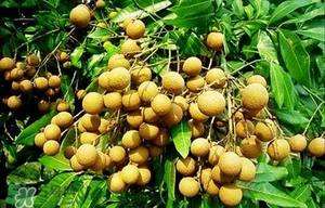 龍眼能放多久？龍眼能空腹吃嗎？