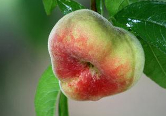 盤桃是蟠桃嗎？盤桃和蟠桃一樣嗎