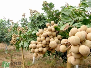 龍眼是熱性還是涼性？龍眼能多吃嗎？