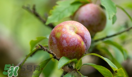 雙華李孕婦可以吃嗎？孕婦能吃雙華李嗎