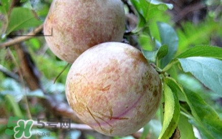 雙華李有什么營養(yǎng)？雙華李的營養(yǎng)價值