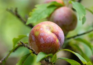 雙華李孕婦可以吃嗎？孕婦能吃雙華李嗎