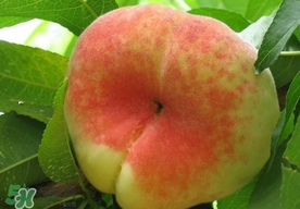 盤桃是蟠桃嗎？盤桃和蟠桃一樣嗎