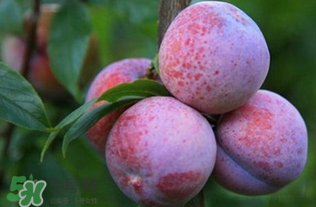 2017錢排三華李價(jià)格 三華李市場價(jià)格