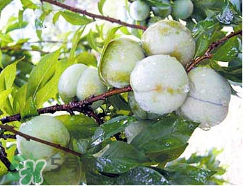 南華李什么時候成熟？南華李和三華李的區(qū)別