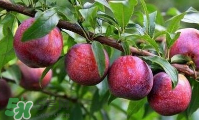 雙華李孕婦可以吃嗎？孕婦能吃雙華李嗎