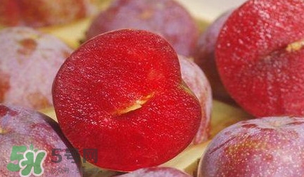 信宜三華李種植時(shí)間 錢排三華李種植時(shí)間 信宜三華李種植時(shí)間 錢排三華李種植時(shí)間