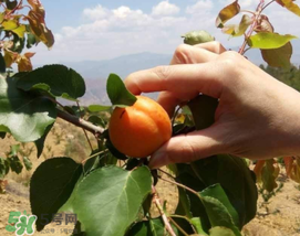 吃完杏子能喝牛奶嗎？杏子和牛奶能一起吃嗎？