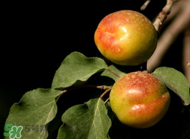 吃完杏子能喝牛奶嗎？杏子和牛奶能一起吃嗎？