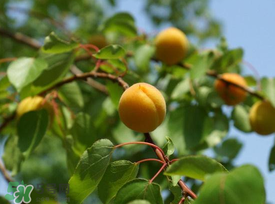 杏子可以和芒果一起吃嗎？吃完杏子可以吃芒果嗎？