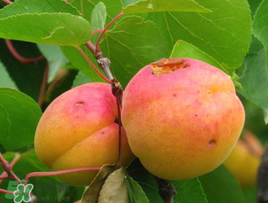 杏和酸奶能一起吃嗎？杏能和酸奶一起吃嗎？