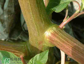 莧菜桿能吃嗎？莧菜桿子可以吃嗎？