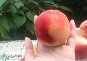 毛桃怎么保存？毛桃可以放冰箱？