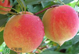 毛桃的皮能吃嗎？毛桃皮可以吃嗎？