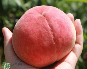 毛桃不能和什么一起吃？毛桃和什么相克？