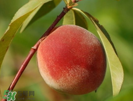 水蜜桃和毛桃是同一種嗎??毛桃和水蜜桃的區(qū)別 水蜜桃和毛桃是同一種嗎??毛桃和水蜜桃的區(qū)別