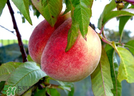 毛桃和西瓜能一起吃嗎？毛桃和西瓜能同時(shí)吃嗎？