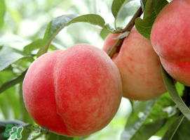 毛桃和西瓜能一起吃嗎？毛桃和西瓜能同時(shí)吃嗎？