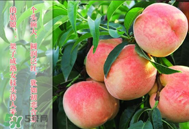 毛桃和西瓜能一起吃嗎？毛桃和西瓜能同時(shí)吃嗎？