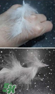 雅詩蘭黛紅石榴水清爽型和滋潤型哪個(gè)好?