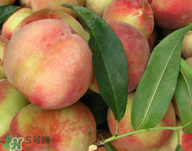 吃毛桃會過敏嗎？吃毛桃過敏怎么辦？