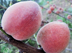 吃毛桃會過敏嗎？吃毛桃過敏怎么辦？