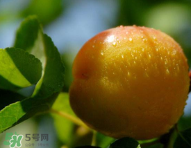 杏和雞蛋能一起吃嗎？杏子和雞蛋能一起吃嗎？