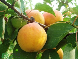 杏的熱量高嗎？一個(gè)杏的熱量是多少？