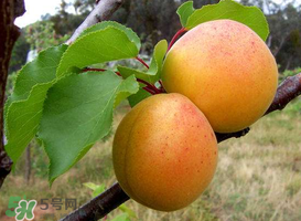 杏的熱量高嗎？一個(gè)杏的熱量是多少？