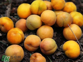 杏多少錢一斤？杏子多少錢一斤2017？