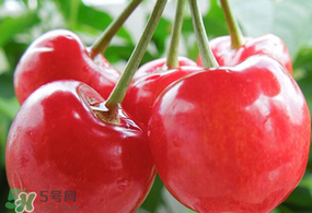 杏和櫻桃能一起吃嗎?杏能和櫻桃一起吃嗎？