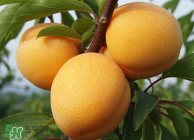 杏吃多了會怎么樣？杏吃多了會不會上火?