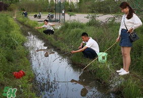 釣龍蝦用什么肉？釣龍蝦用什么肉是最厲害的？