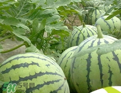 西瓜子是白色的能吃嗎？西瓜籽是白色的能不能吃