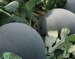 西瓜子是白色的能吃嗎？西瓜籽是白色的能不能吃