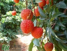 荔枝和龍眼哪個(gè)更上火？荔枝和龍眼味道差不多