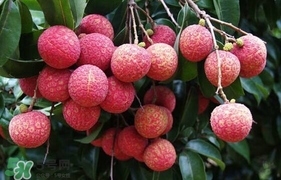 荔枝有酸的嗎？荔枝酸是壞了嗎？